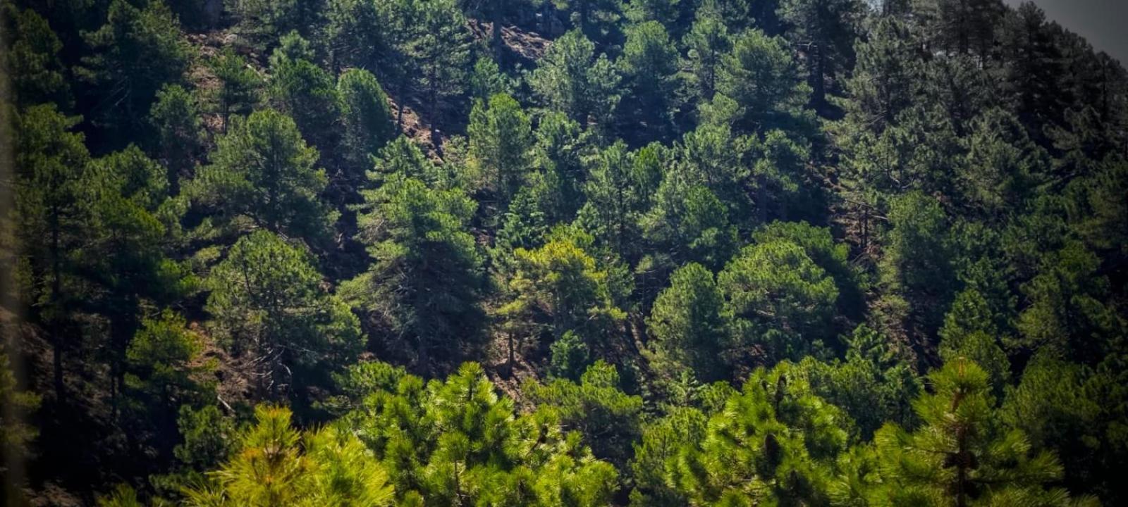 Casa Rural La Piedra Del Cambron Villaverde De Guadalimar Εξωτερικό φωτογραφία